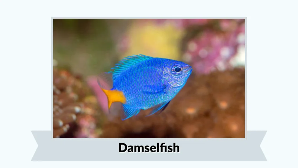 Damselfish