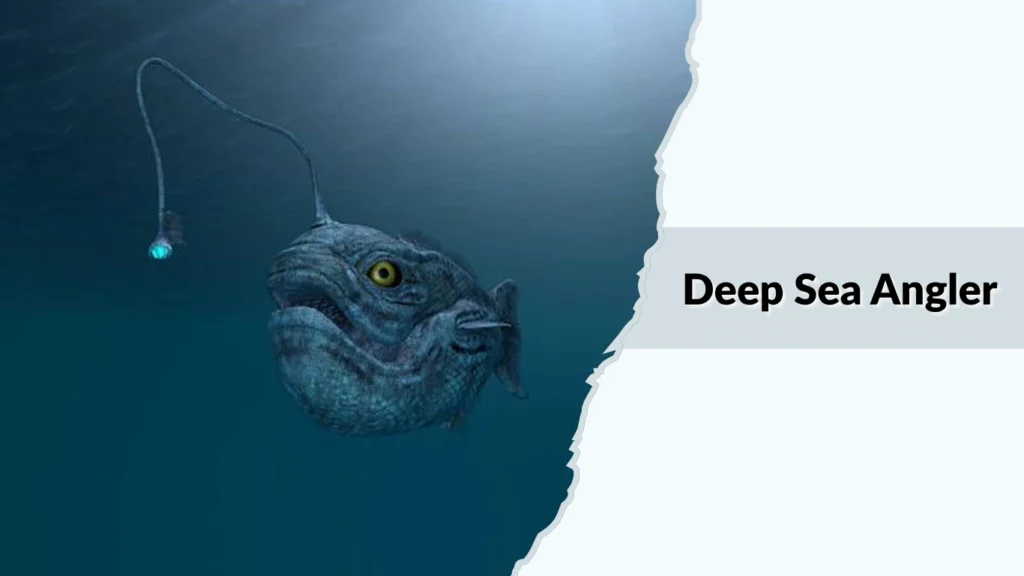 Deep Sea Angler