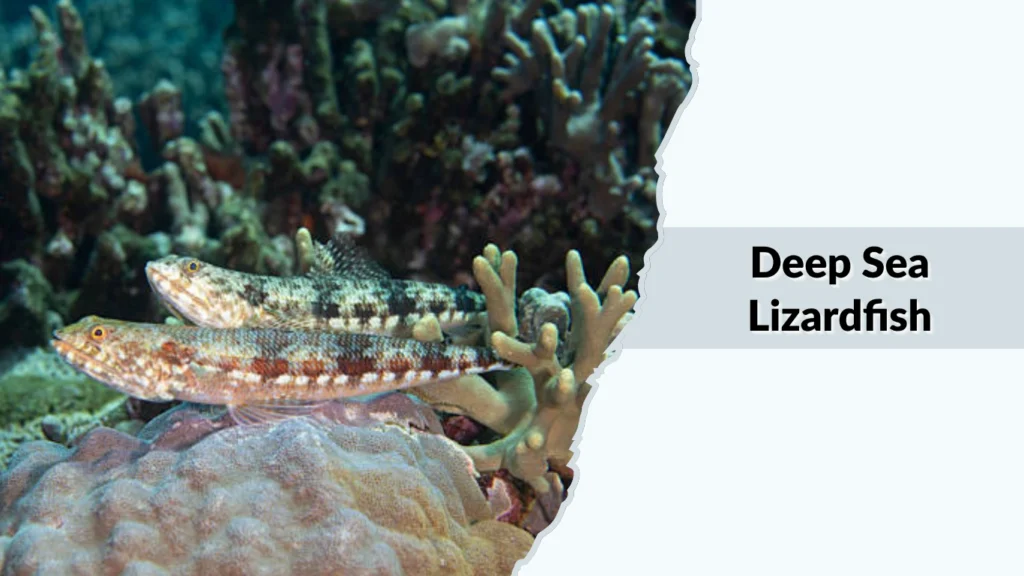 Deep Sea Lizardfish