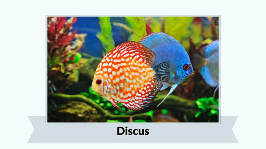 Discus