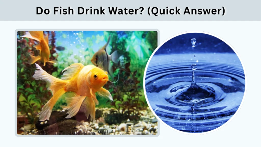 Do Fish Drink Water (Quick Answer)
