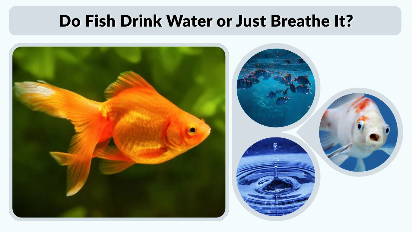 Do Fish Drink Water or Just Breathe It Full Guide 