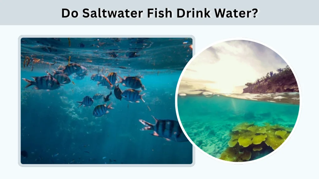 Do Saltwater Fish Drink Water