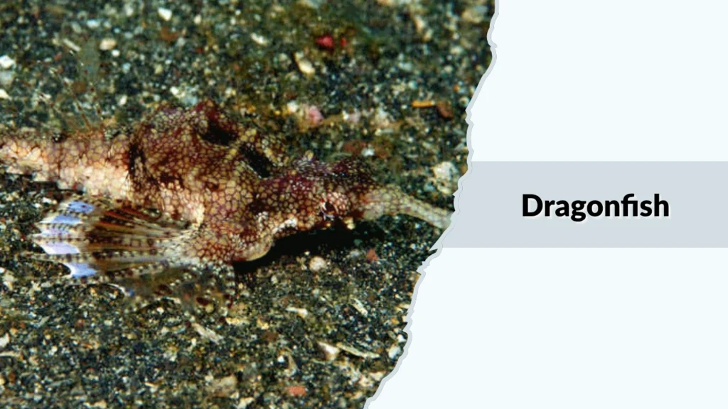 Dragonfish