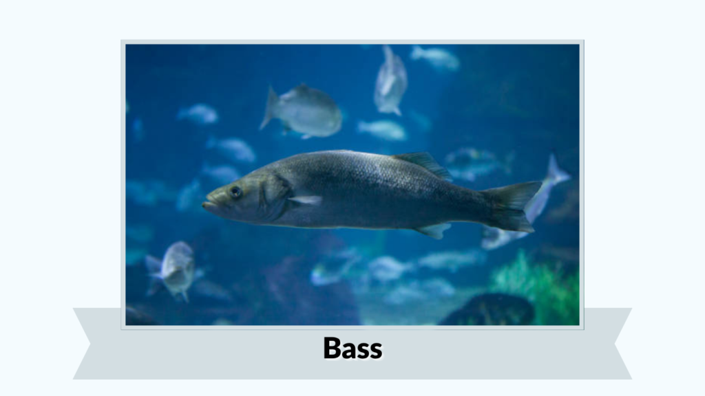 Bass