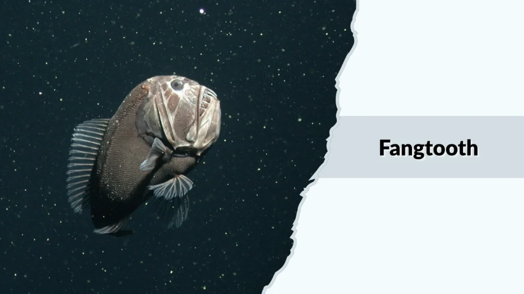 Fangtooth