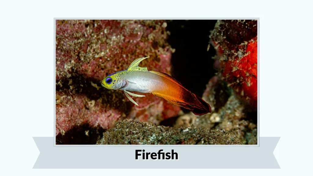 Firefish