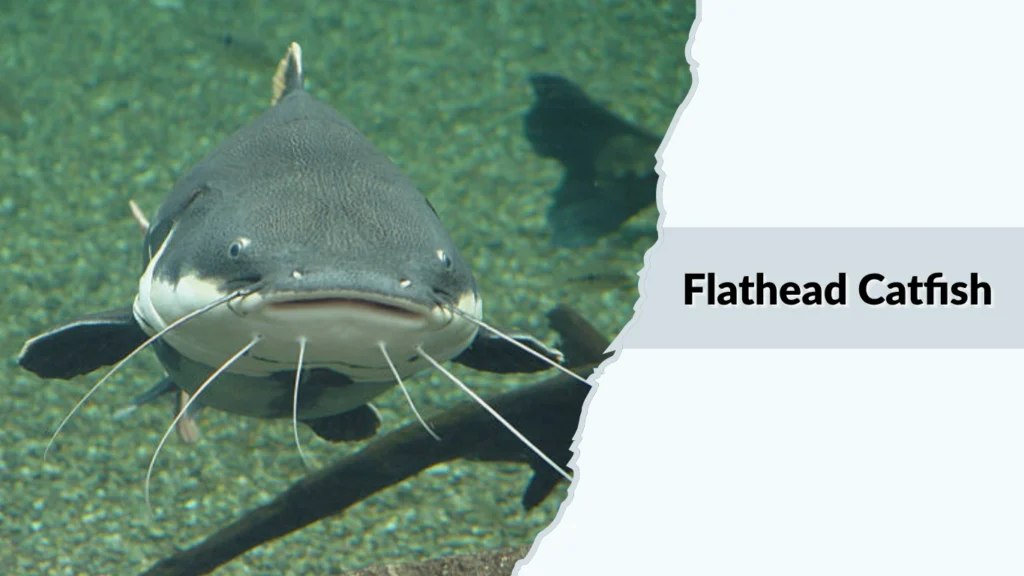 Flathead Catfish
