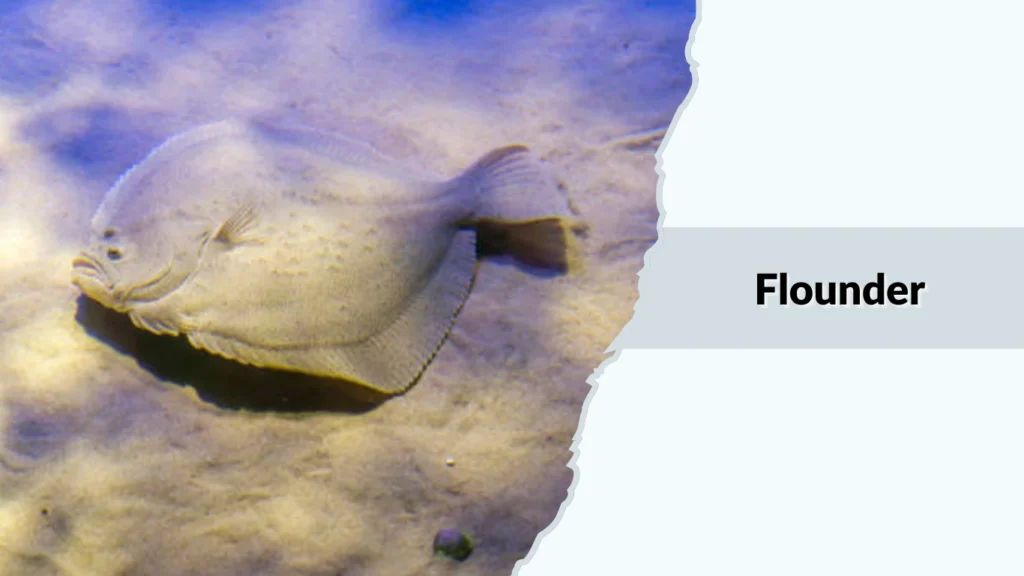 Flounder