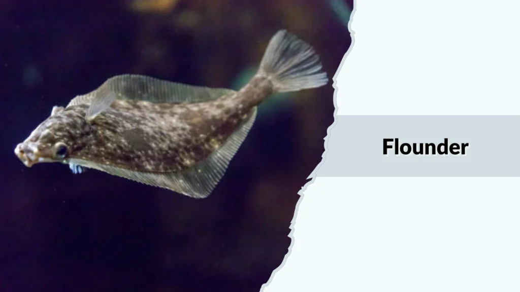 Flounder