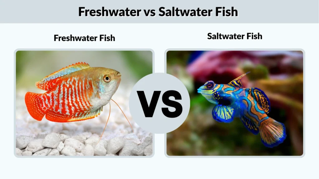 Freshwater vs Saltwater Fish