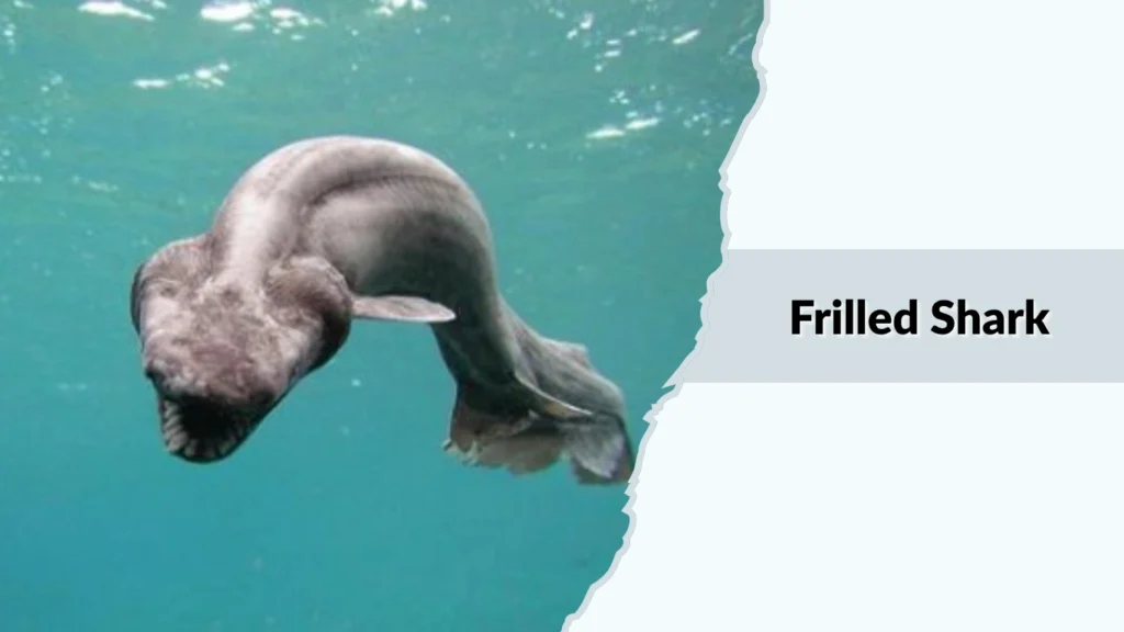 Frilled Shark