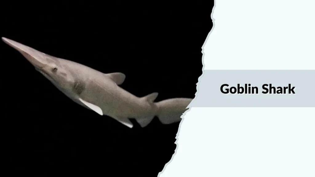 Goblin Shark