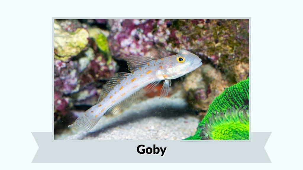 Goby