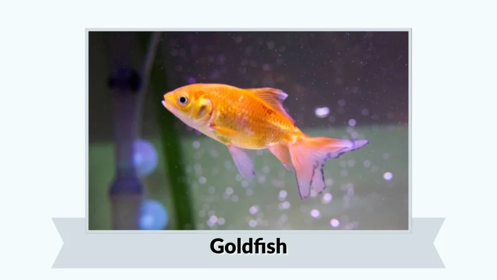 Goldfish