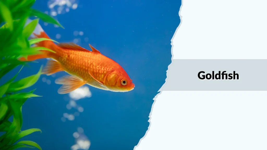 Goldfish