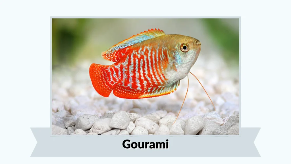 Gourami