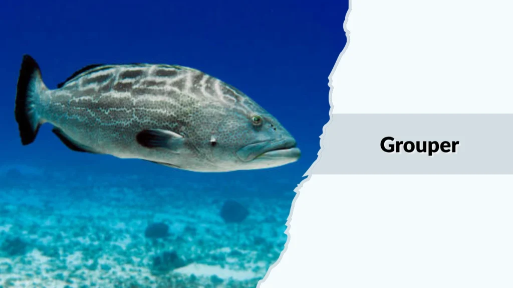 Grouper