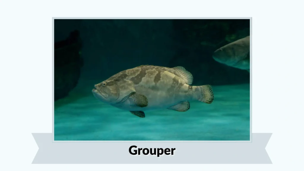 Grouper