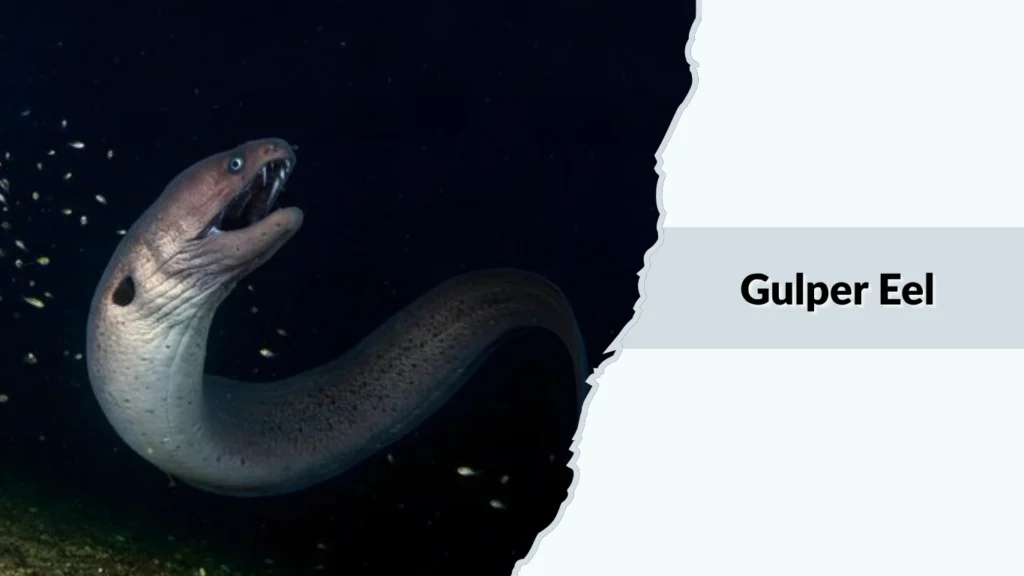 Gulper Eel