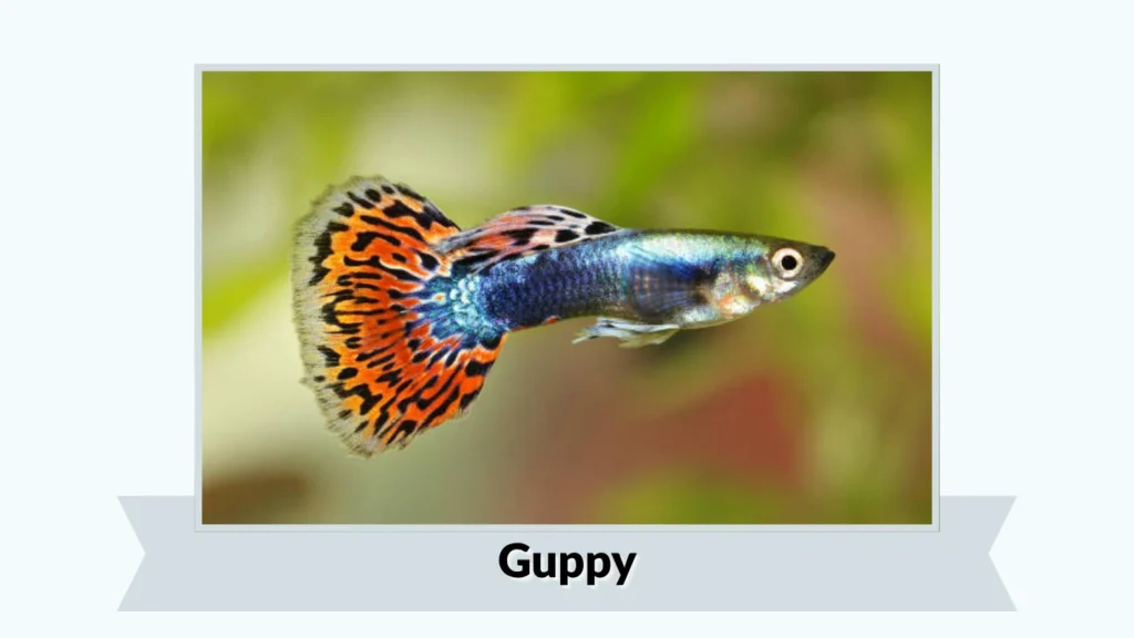 Guppy