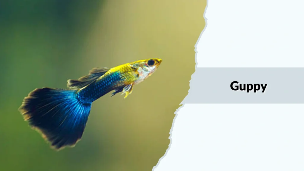 Guppy