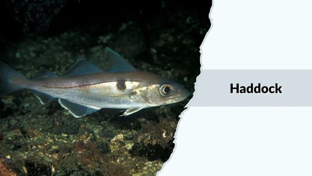 Haddock