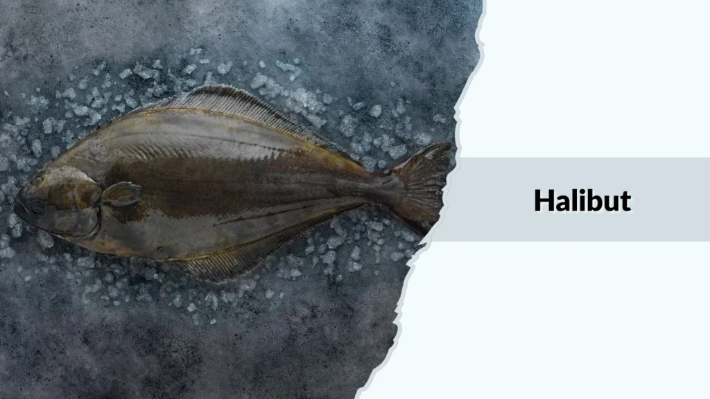 Halibut