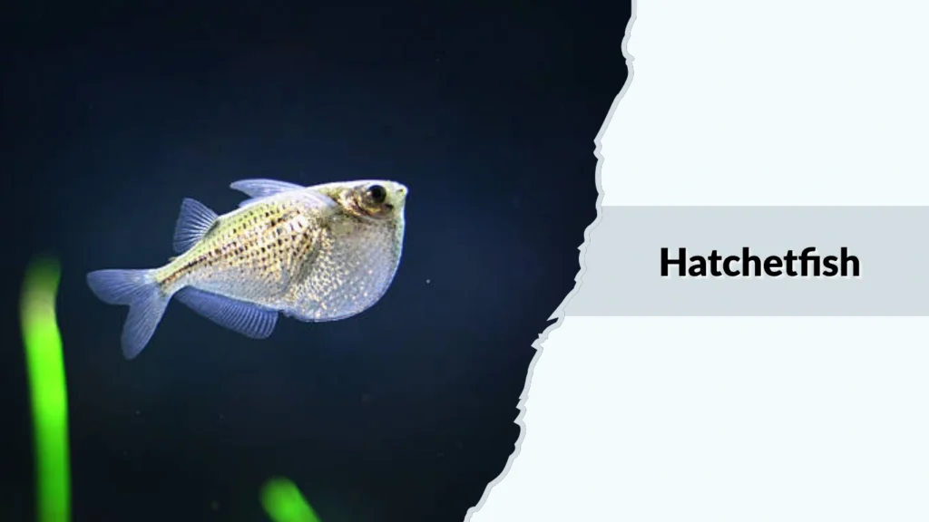 Hatchetfish
