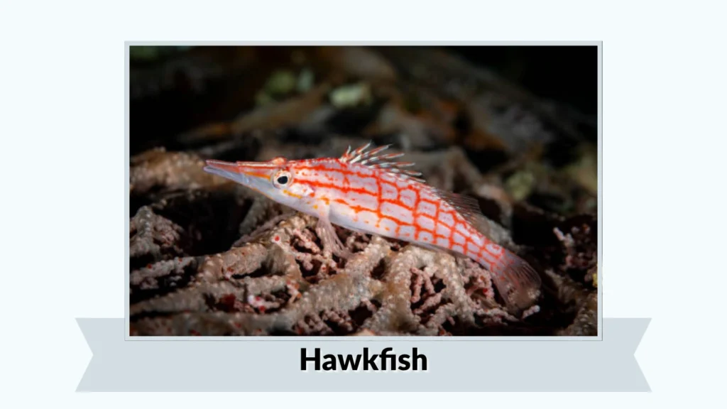Hawkfish