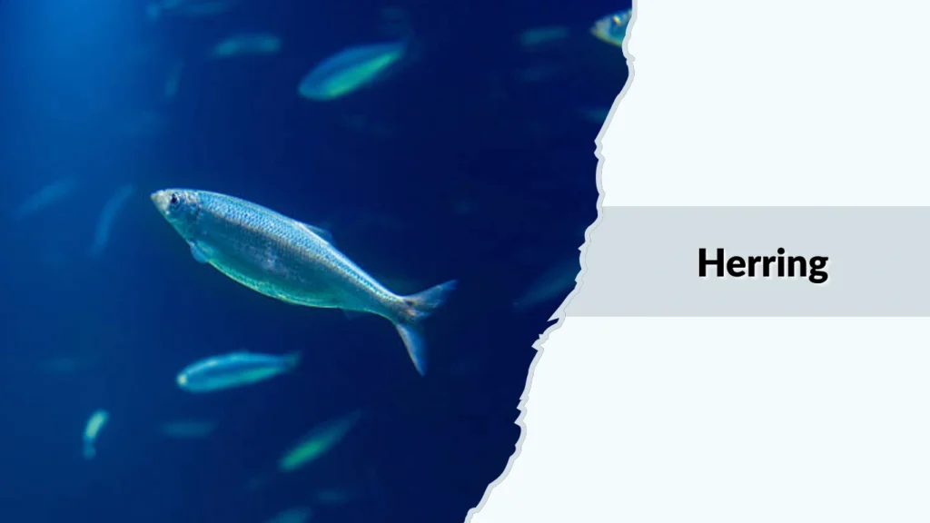 Herring