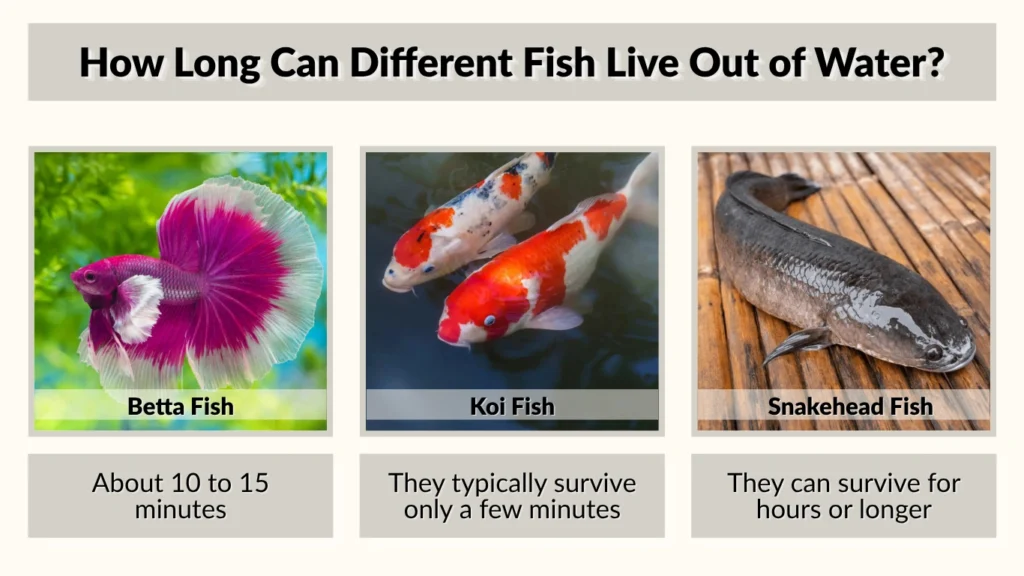 How Long Can Different Fish Live Out of Water