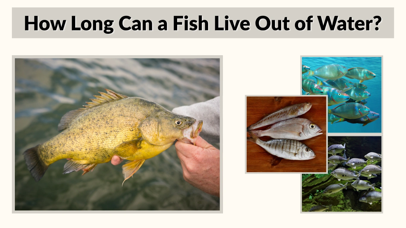 How Long Can a Fish Live Out of Water Survival Time