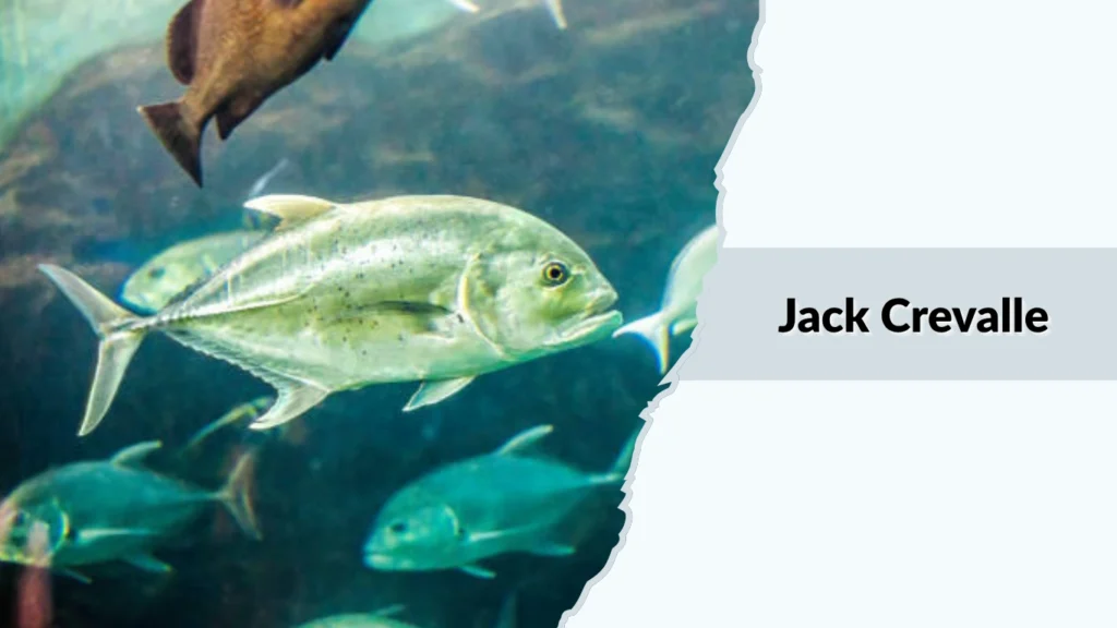 Jack Crevalle