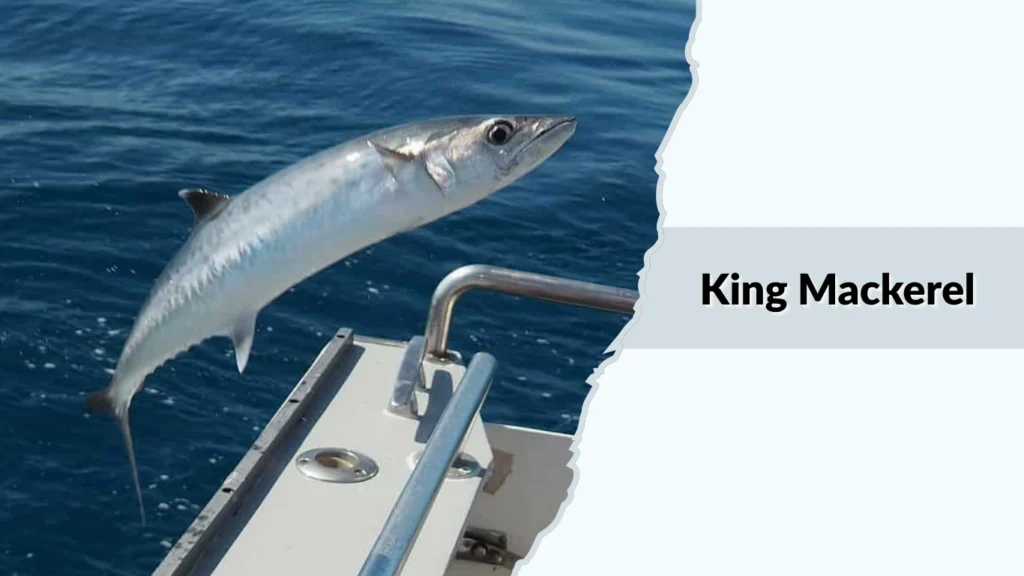 King Mackerel