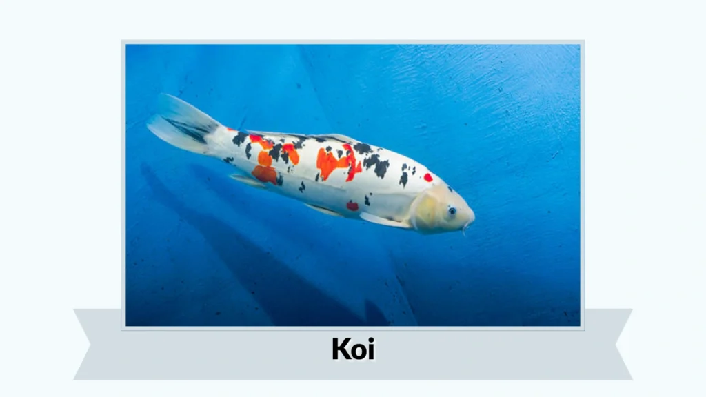 Koi