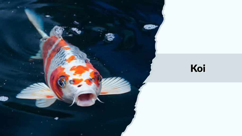 Koi
