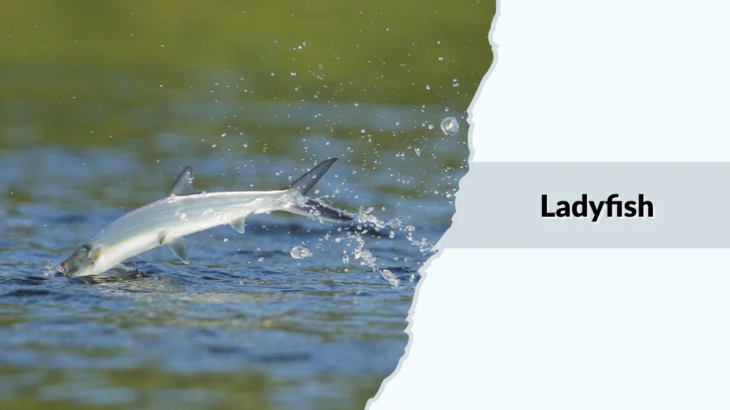 Ladyfish
