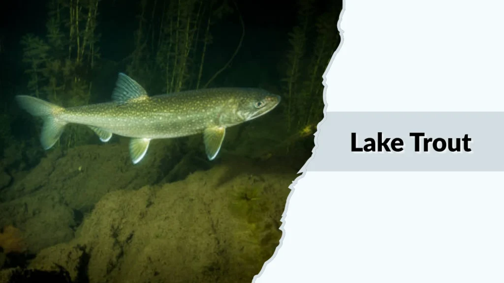 Lake Trout