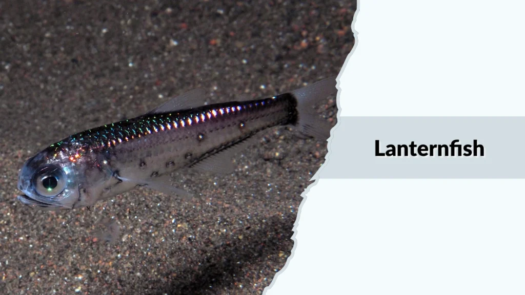Lanternfish