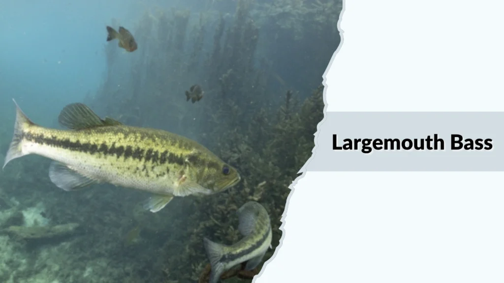 Largemouth Bass