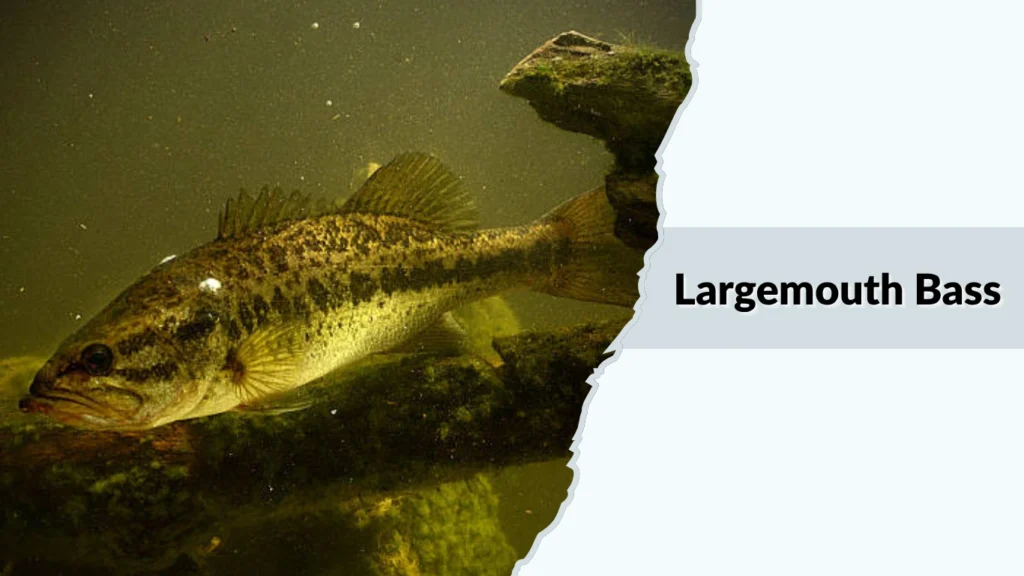 Largemouth Bass