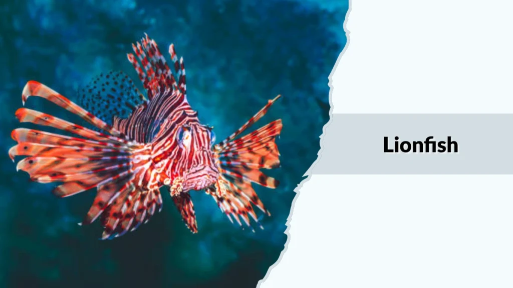 Lionfish