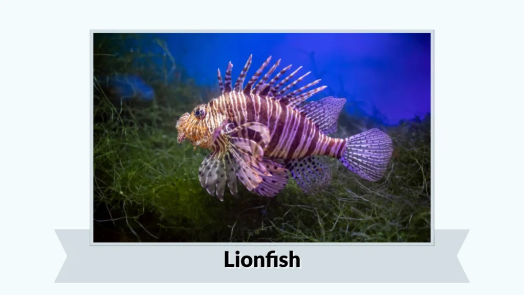 Lionfish