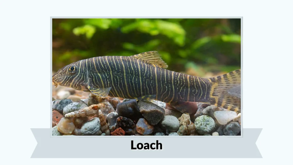 Loach
