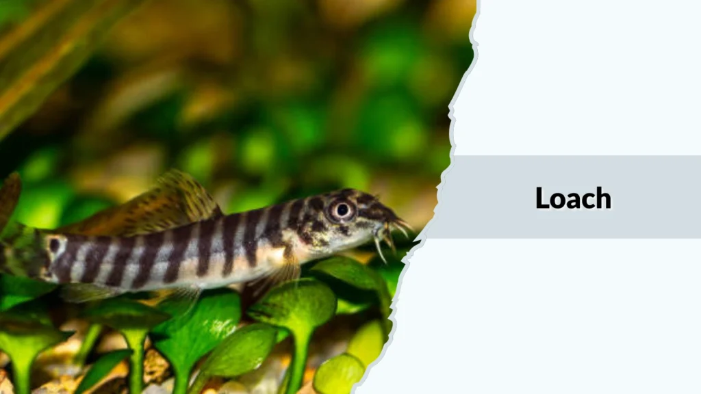 Loach