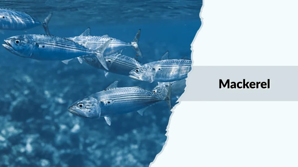 Mackerel