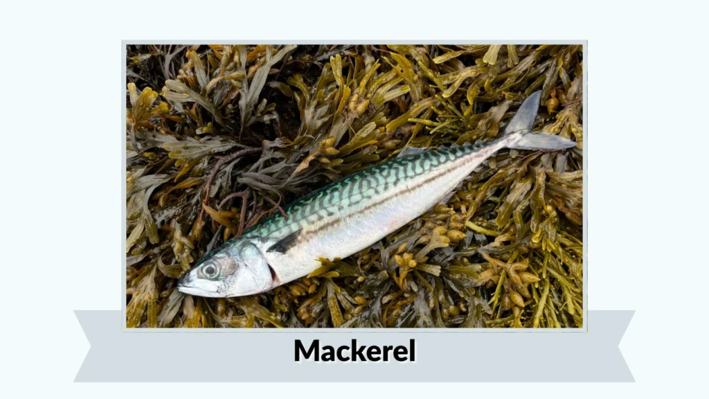 Mackerel