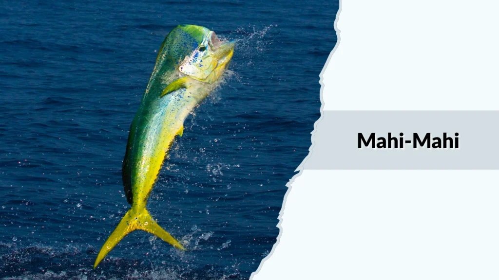 Mahi-Mahi (Dolphinfish)