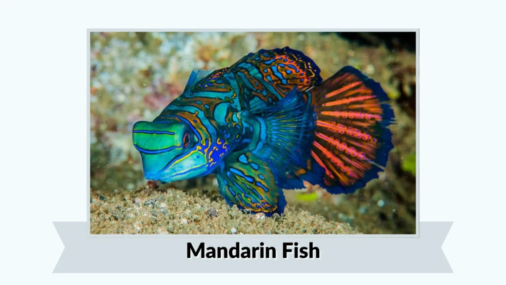 Mandarin Fish